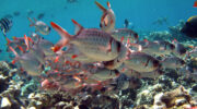 Bootsausflug, Schnorchelausflug, Coco, Sister und Félicité Island, Seychellen, Soldatenfisch