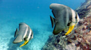 Bootsausflug, Schnorchelausflug, Coco, Sister und Félicité Island, Seychellen, Fledermausfisch