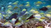 Bootsausflug, Schnorchelausflug, Coco, Sister und Félicité Island, Seychellen, Gitter-Doktorfisch
