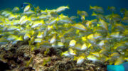 Bootsausflug, Schnorchelausflug, Coco, Sister und Félicité Island, Seychellen, Schnapperschwarm