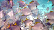 Bootsausflug, Schnorchelausflug, Coco, Sister und Félicité Island, Seychellen, Silberflossenblatt