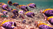 Bootsausflug, Schnorchelausflug, Coco, Sister und Félicité Island, Seychellen, Weißkehl-Doktorfisch