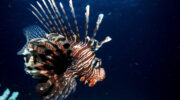 Silhouette Cruises, Kreuzfahrt auf den Seychellen, Tauchen, Rotfeuerfisch, Lionfish